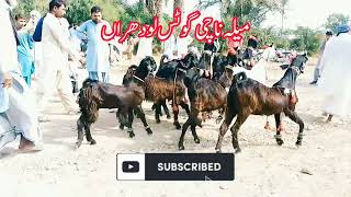 Hafiz Mushtaq Nachi Goats || Nachi bakri || Nachi bakra