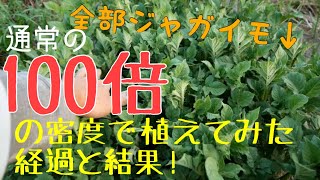 【栽培実験】100倍の密度で植えたジャガイモの経過と結果！2019年7月16日