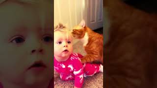 Funny Cats Compilation Short Video Reels Eps 29 #Billi #Meow #Khoshak #Koshka