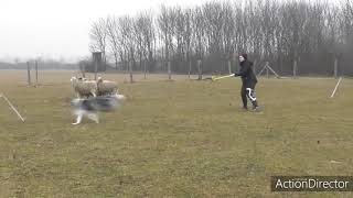 Rough Collie Aron, Herding Training 06.02.2021