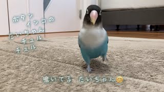 ボタンインコのたいちゃん！　鳴いてる たいちゃん😊