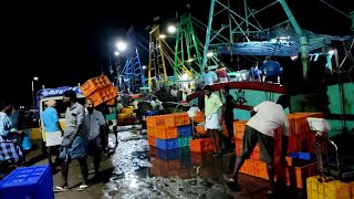 2 புயலுக்குப் பிறகு கடலில் கிடைத்த மீன்கள் 🦈🐳🐋🐟 | Nivar and Buveri cyclone after fishing | Meenavan