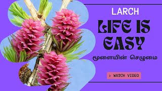 LARCH - LIFE IS EASY - மூளையின் செழுமை  #thebrainliest #malarmaruthuvam #conciousness