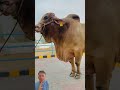 bakra lari bado badi