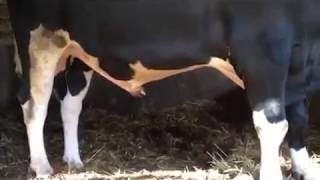 Masturbating bull, frustrated by no mating. 🐂💔🐄 = 🐂💄💦