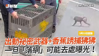 抓狒戰情室出動祕密武器+香蕉誘捕　狒狒一旦「落網」可能去處曝！｜東非狒狒｜桃園｜野生動物