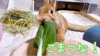 【NO.116】大好きな小松菜を食す！