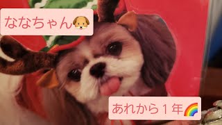 【命日】　マルシーズー　くるみちゃん🐶と我が家🏘️　　　　＃シーズー　＃マルチーズ　＃マルシーズー　＃命日　＃思い出　＃カワイイ