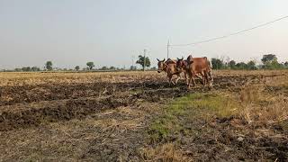 Plowing వేసవి దుక్కులు