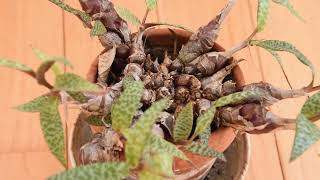 Ledebouria socialis - Silver Squill in bloom December 2021