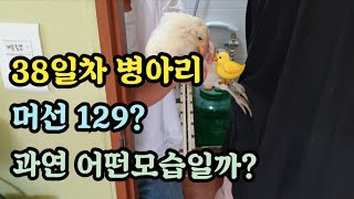 38일차 청계병아리 성장과정입니다#병아리성장속도 상상을초월하네요ㄷㄷ😆