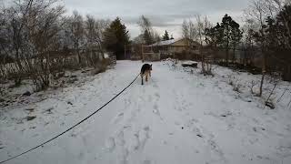 German shepherd on walk. Eros på tur. 20.11.2024. welcome to winterland  part 2.