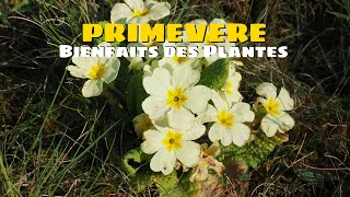 PRIMEVERE OFFICINALE Bienfaits de la Primevere Bienfaits des Plantes