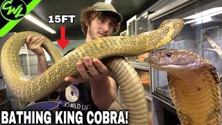 BATHING MASSIVE KING COBRA!!!