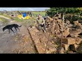 how to build a dry stone wall. part 1 laying the foundation.