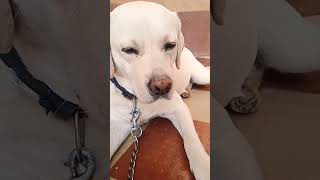 kutta kutta prank with dog#shortvideo