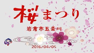 【五条川の桜まつり】1,400本の桜が満開、花吹雪、花筏も美しく、日本桜名所100選選ばれています