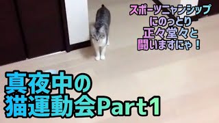 【暴れる猫】夜中の猫運動会Part1