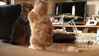 ヒートアップして立ち上がり喧嘩するねこ-Cat stand up to fight