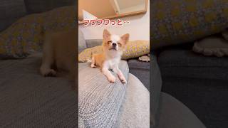 眠気と戦うチワワの子犬 #チワワ #チワワちゃん #chihuahua #dog