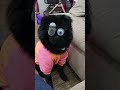 os olhos dela estÃo pulando 😂 shorts humor funny pets