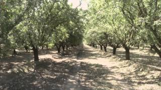 Amazing \u0026 Beautiful Almond Farming and Harvest | PBS Bringing It Home with Laura McIntosh