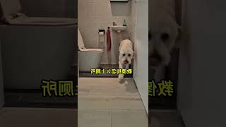 总算学会了😂 #狗狗 它只是不会说话其实它什么都懂