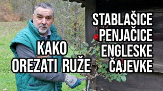 Orezivanje ruža 🌹