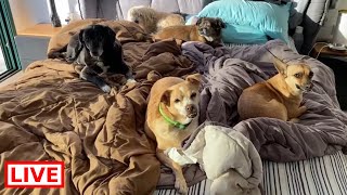 Good morning it’s very windy here and the dogs are very active ❤️ - Takis Shelter