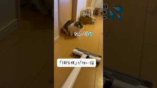 掃除機の音でビビる猫　#cat #ノルウェージャン #kitten #ねこ #癒し #shorts