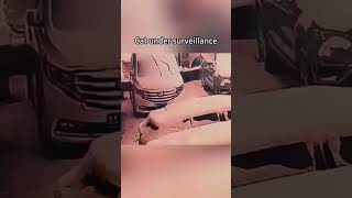 Cats under surveillance #foryou #funny #catsoftiktok #cat #funnyvideos #pets #fyp #foryou #usa