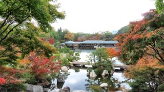 【2024/11/22  三景園の紅葉 見頃です】11月23日24日は、ライトアップ夜８時まで 　#広島空港　#紅葉　#もみじ