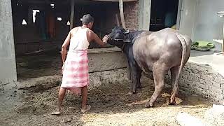 Mxtube.net :: man sex mating buffalo Mp4 3GP Video & Mp3 Download unlimited  Videos Download