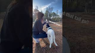 Bottle Feeding Lambs #cute #animals