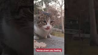 Why Tehran's Stray Cat Revolution Is a Brilliant Idea #cat #catlover