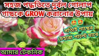 সহজ পদ্ধতিতে দুর্বল গোলাপ গাছকে কিভাবে GROW করাবেন?#আমি এই পদ্ধতিতে দুর্বল গোলাপ গাছ GROW করি#