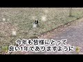 お正月を過ごす柴犬＃４０【黒豆柴八兵衛】３歳１カ月