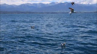 New Zealand South Island Travel, December 2015 - Whale Watching in Kaikoura