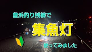 豊浜釣り桟橋で集魚灯使ってみました🎵　#豊浜釣り桟橋　#釣り　#集魚灯