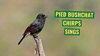 Pied Bushchat Sings II Songbirds II II Bird II Nature Song Call Calling II Birds Vocalization