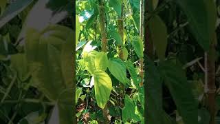 betel leaf plant - తమలపాకు తోట