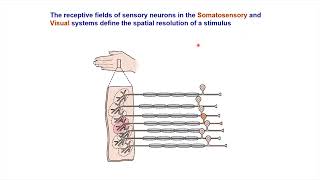 Tuning Curves,Receptive Fields,sensory threshold #swayamprabha #ch17sp