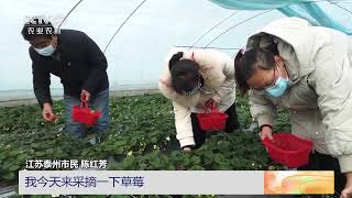 [中国三农报道]江苏泰州：采摘开启新年“莓”好时光|农业致富经 Agriculture And Farming