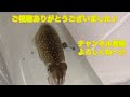 堤防で泳がせ釣りしたらシーバスが釣れたので捌いてみた！