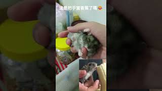 小倉鼠把我當香蕉啃了😂