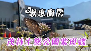 淑惠廚房  茂林生態公園  紫斑蝶