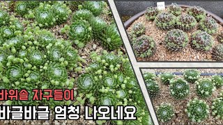 바위솔 자구들이 엄청나옵니다.(1편) 힐링하세요.