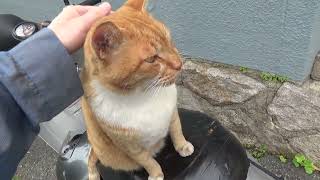 cat video 千里園西公園の猫の動画 20240418 002■音声入り ラッキー、バイクのシート上がお気に入り。その後石垣上で昼食。