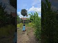 Kakak adik berlari disawah #sawah#lari#anak#funny#cute#langit#topi#lucu#desa#awan#padi#kakak#adik