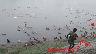 Duck Farming  Traditional Farming In River Funny Farming Duck Farming Video